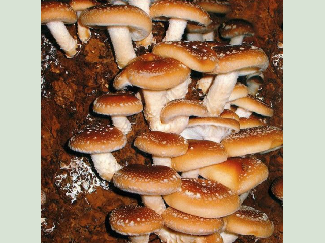 Мицелий Шиитаке штамм 3776 Императорский (Lentinula edodes)